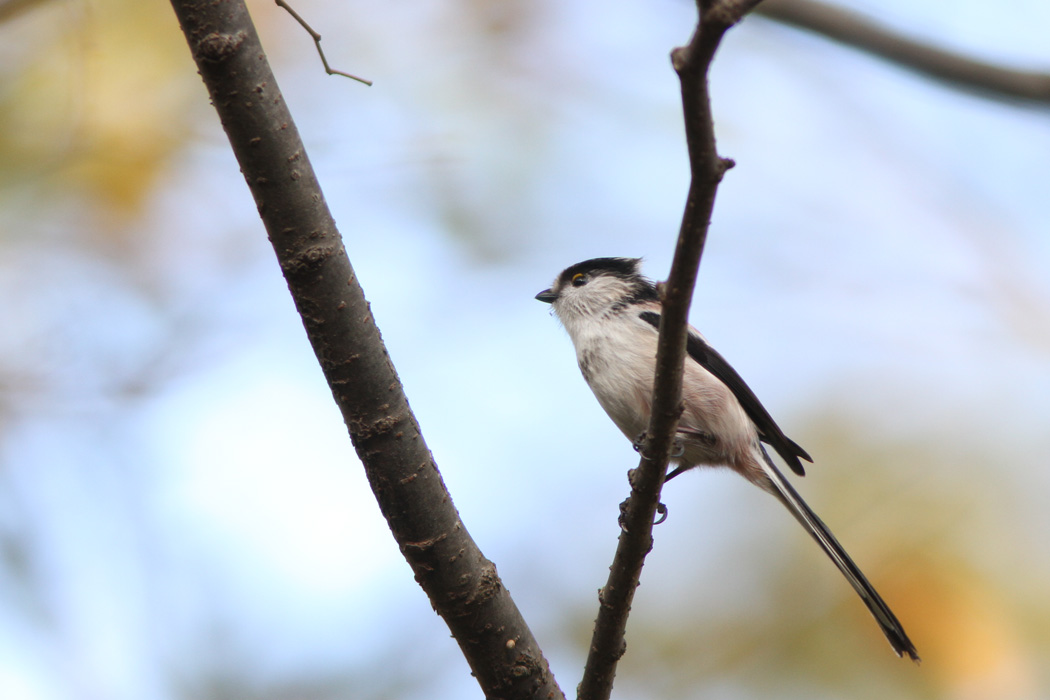 今年の冬は、どこに行ってもエナガの群れによく出会うのですが、なんでかな？　冬鳥ではマヒワが多く、アトリが少ないとの話もあるけど、留鳥でも年によって変化は大きいのかもね